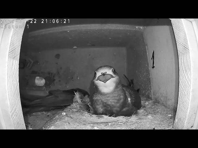 Mauersegler Doppelfütterung