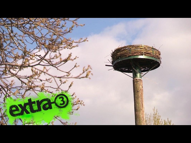Realer Irrsinn: Storchennest ohne Baugenehmigung  | extra 3 | NDR