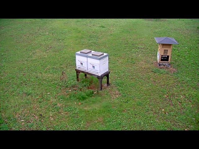 Bienen Stadtwerke Wolfenbüttel