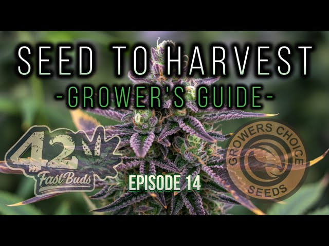 🌱 Seed to Harvest - Growers Choice Seeds & FastBuds 420 | PPDF/DLI Check & Last PM Spray! - Part 14🔥
