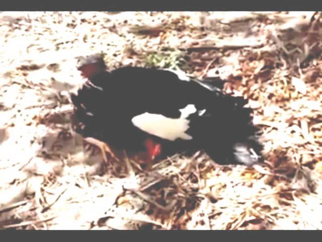 Funny Videos - Funny Fails - Funny Prank || America's Funniest Home Videos 2015 - Epic Fails