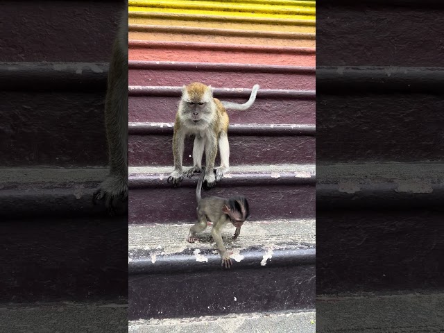 Adorable little monkey