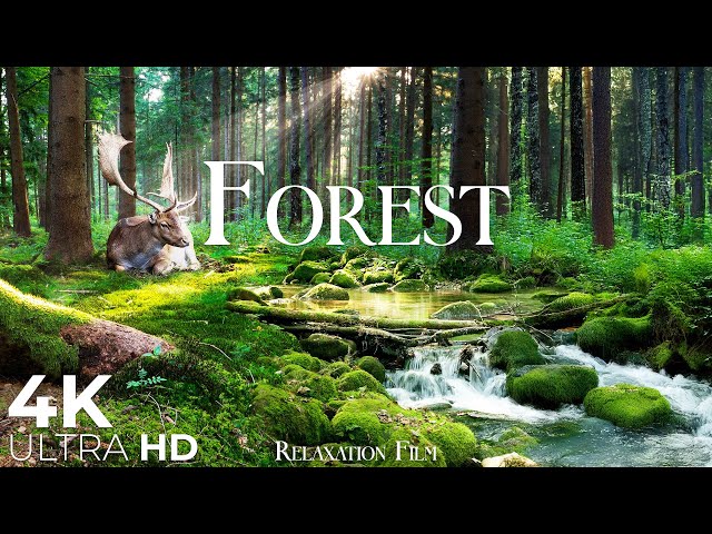 Forest Nature 4K • Relaxation Film with Peaceful Meditation Music