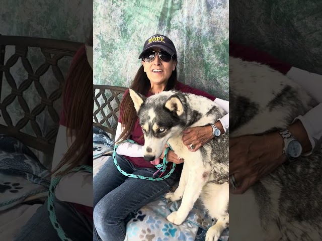 URGENT! A5611012 Luna | Siberian Husky