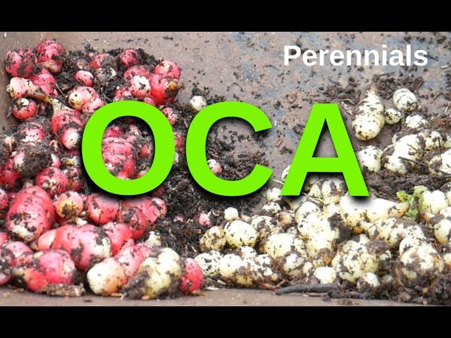 Oca Harvest 2019 (Perennial Vegetables)