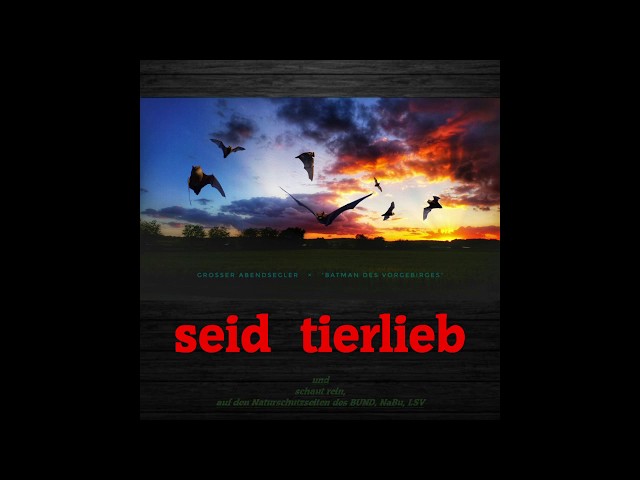 Fledermaus-Song: "Kleiner Held ~ Großer Abendsegler"  #Fledermausschutz #LSV-Vorgebirge "Batman"