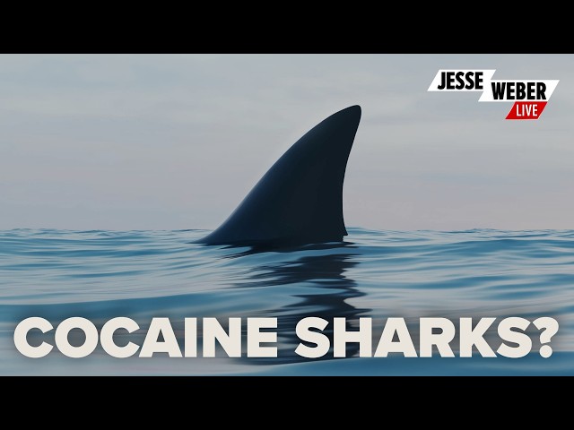 Why sharks tested positive for cocaine in the Bahamas | Jesse Weber Live