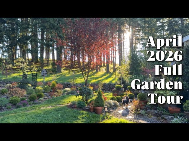 Full Spring Garden Tour April 2026 // My Rustic Gardens