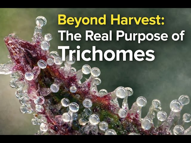 Beyond Harvest: The Real Purpose of Trichomes