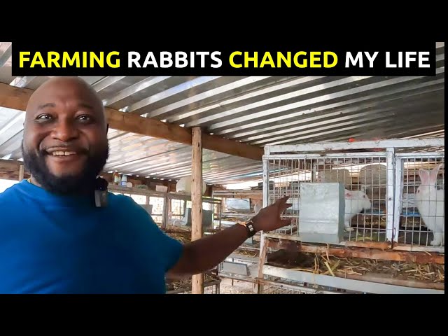 Zimbabwean Farmer Built a Successful Rabbit Business In Harare