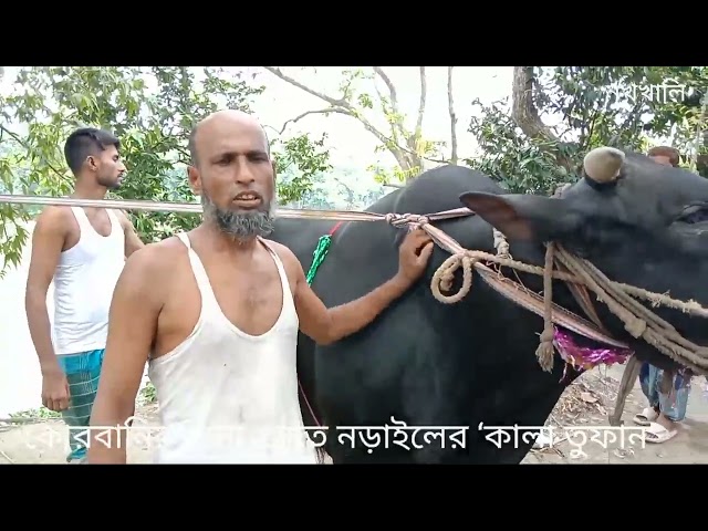 কোরবানির বাজার কাঁপাতে প্রস্তুত ‘কালা তুফান’