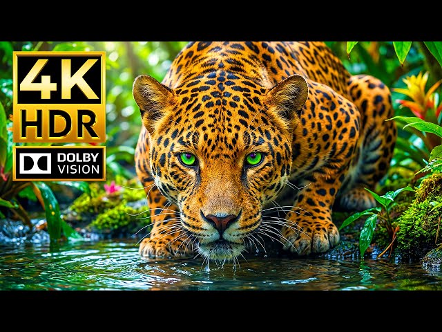 Animal Planet HDR 4K | Breathtaking Animals in Ultra HD Dolby Vision™ 60fps