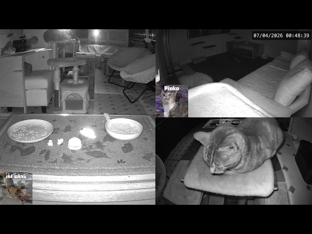 Cat Live Stream - Hungry Cat Station