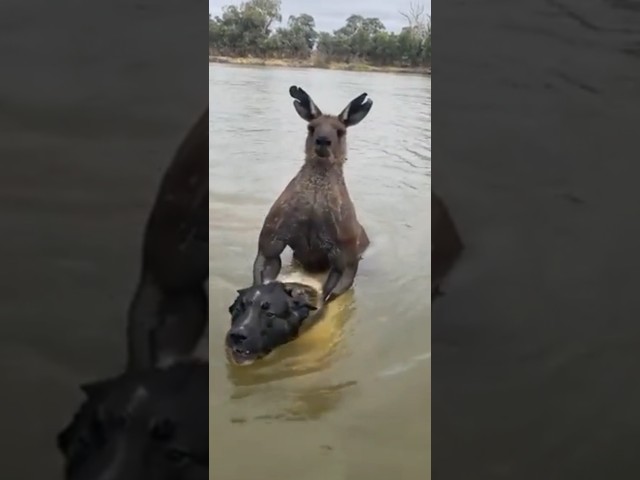 Aquaroo 😂😂😂😂