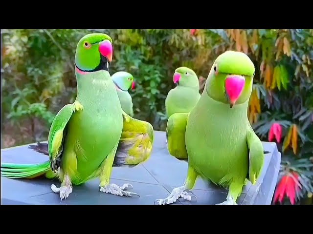 Talking Parrot Videos Compilation