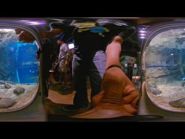 sea otters georgia acuarium....(video 360 VR)