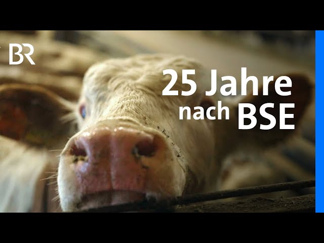 25 Jahre nach BSE-Ausbruch in Bayern: Spurensuche im Landkreis Cham | Landwirtschaft | BR
