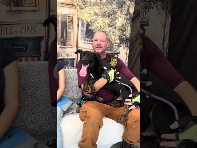 NEW A5632726 Dodge | Labrador Retriever Mix