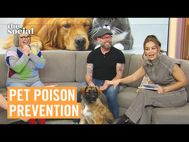 Everything You Need to Know to Keep Your Pets Safe | The Social