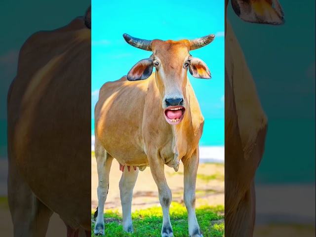 Cow videos🐄😂cow sound#coe