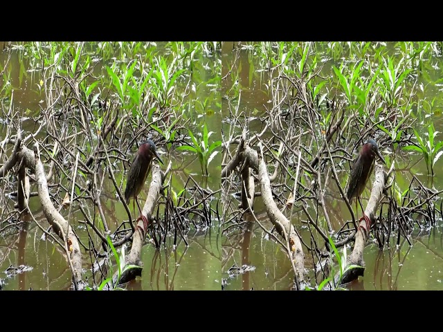 Clyde Shepherd Nature Preserve: Green Heron [HSBS 3D (YT Anaglyph/VR)]
