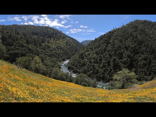 American River Wildflowers: 8K VR180 3D | Poppies, Lupine, & the Canyon