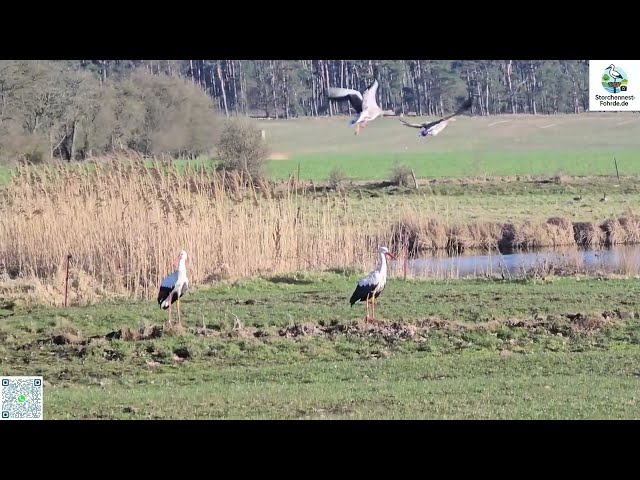 Otto und Jezebel am Tag der 1. Eiablage auf ihrer Auswilderungswiese - Storchennest Fohrde-01.04.26