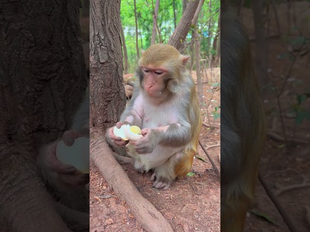 Monkey eats boiled egg, YouTube recently uploaded #shorts, funny, watch now