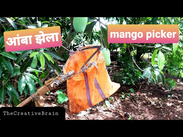 Mango picker आंबा झेला. Homemade.