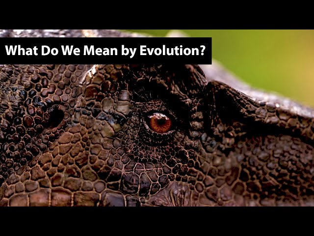 What Do We Mean by Evolution?