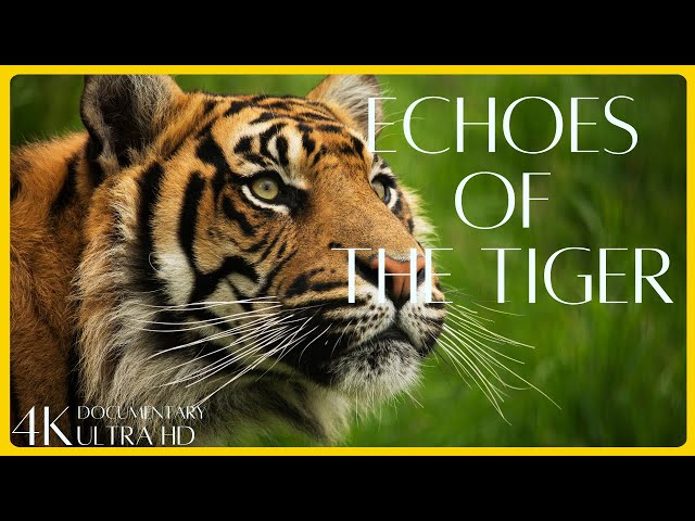 Echoes of Tiger - Guardians of the Wild - 4K Wildlife Documentary