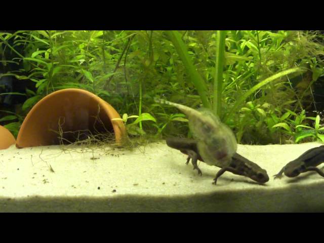 Japanische Feuerbauchmolche - Cynops pyrrhogaster