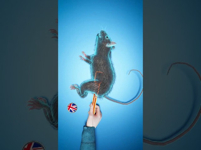 The WWII explosive rat weapon