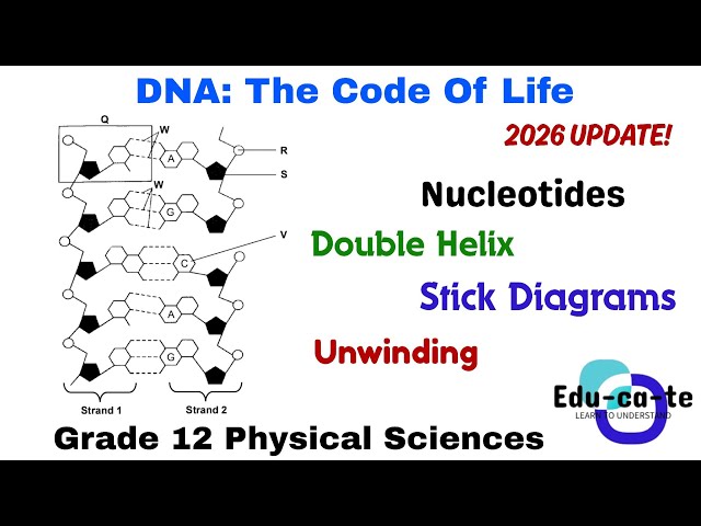 DNA: The Code Of Life - 2026 updated version (Grade 12 Life Sciences)