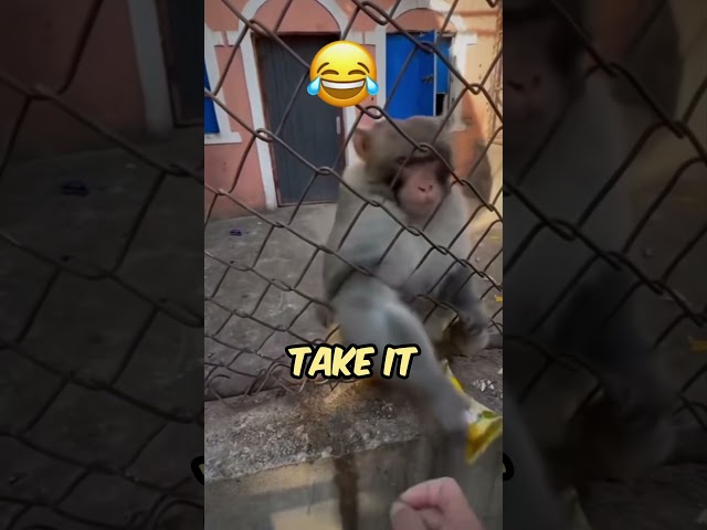 Monkey Gets REVENGE After Being Tricked With Candy