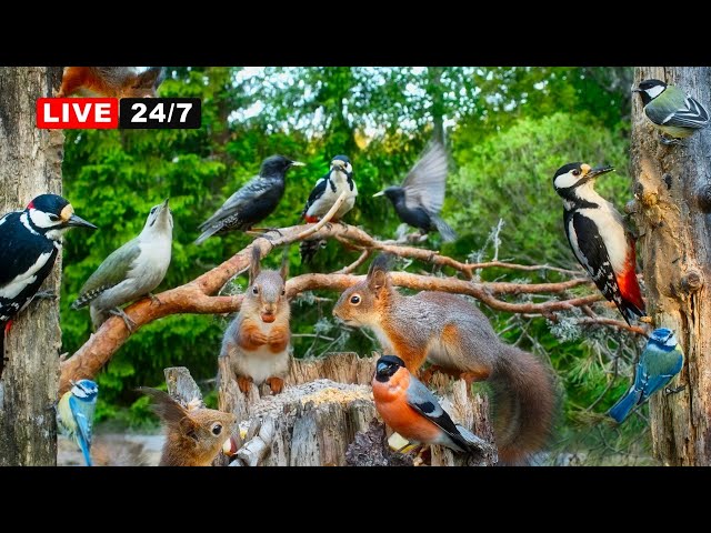 🔴24/7 LIVE CAT TV NO ADS😺 Red Squirrels & Awesome Birds🕊️ Woodpeckers Bullfinches Starlings Siskins