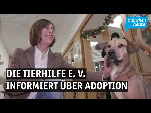 Weihnachtsaktion-Die Tierhilfe e.V. informiert über Adoption und dankt allen Helfern