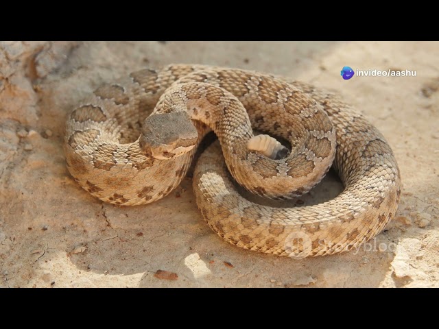 Desert Snakes: Masters of Survival - Snake life in desert - adventure snake