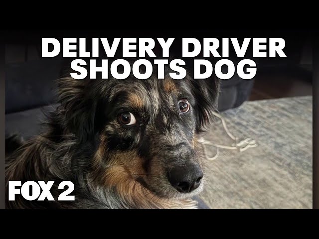 Familienhund in Livonia von Lieferfahrer erschossen, der angab, er habe Angst gehabt.