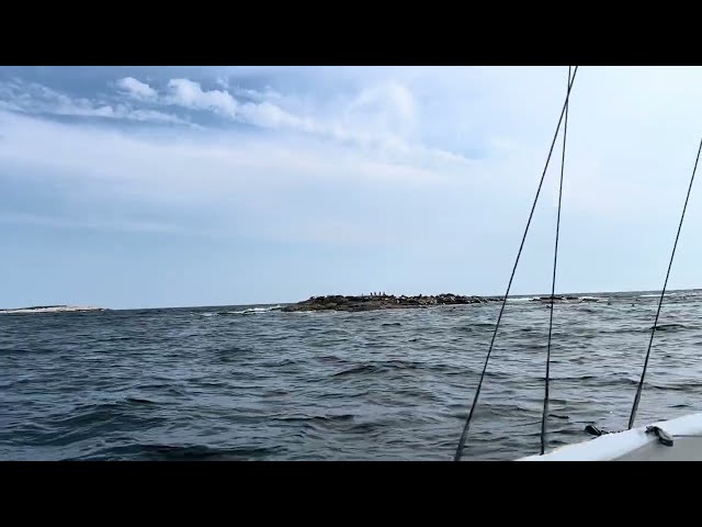 Solo sail close to Pumpkin Ledges (lots of seals!)