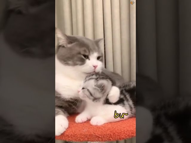 Super Hyper Kitten #kitty #catsvideo #kitty #kittyvideos