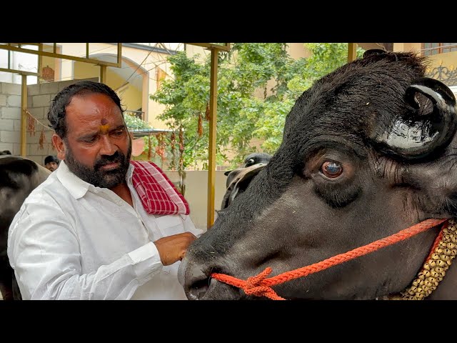 Laddu Yadav Bahubali Bull Getting Ready For Sadar 2025 | Laddu Yadav Sadar 2025 #ladduyadavsadar2025