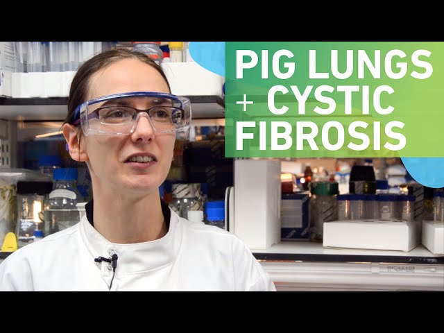 Using pig lungs to learn about cystic fibrosis-related lung infections