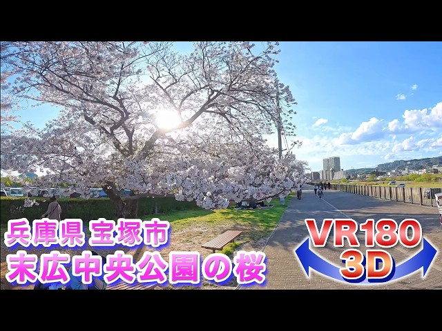 ＜VR180 3D＞2026年の桜!! 兵庫県宝塚市 末広中央公園の桜【ゴーグル必須・立体視】