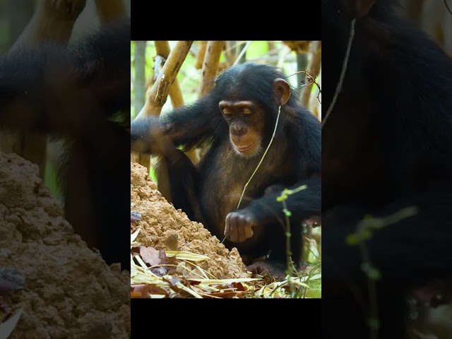 monkeys love eating termites. #wildlife #animals @theloop322
