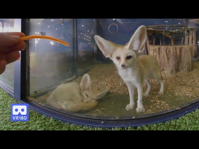 3D 180VR 4K Cute Desert Fox   Do you want some Carrot?