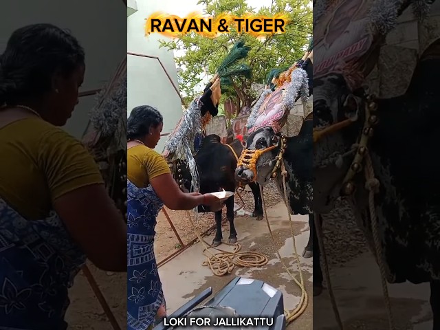 RAVAN & TIGER 🫂💞 | #bulllovers #animallovers #telugujallikattu #pasuvulapandaga #bull