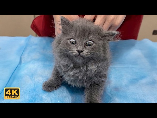 Funniest CATS Face Off With the Vet for the First Time Ever! 😂