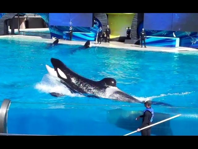 The Shamu Educational Show at SeaWorld San Diego 10-28-14