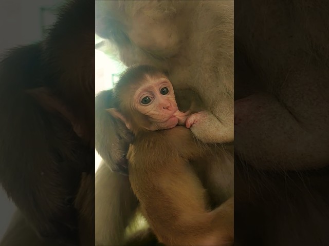 monkey baby feeding mummy milk #bandar #monkey #monkeyvideo